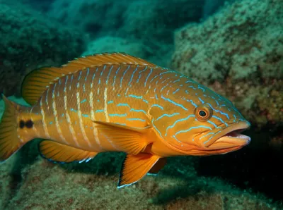 Illustration comber - Image 1