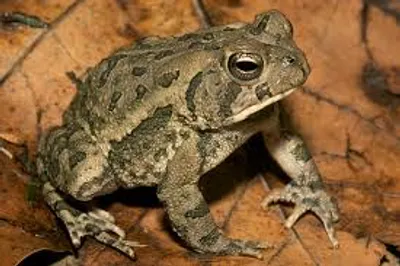 Illustration toad - Image 2