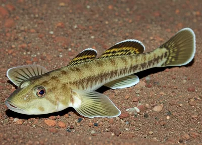 Illustration sleeper - Image 1