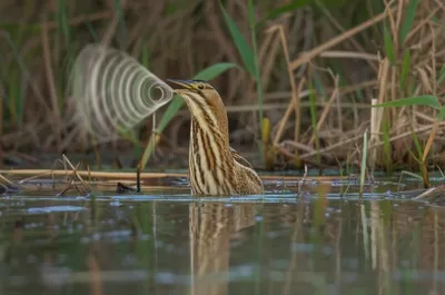 Illustration trombones - Image 1