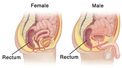 Illustration rectal - Image 2