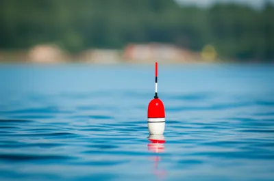 Illustration bob - Image 1