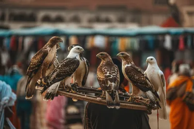 Illustration cadge - Image 1