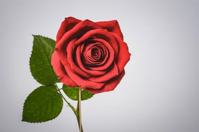 Illustration pretense - Image 1