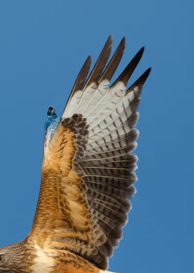 Illustration beam - Image 1