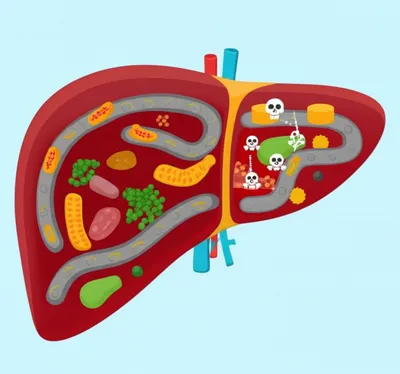 Illustration hepatocytes