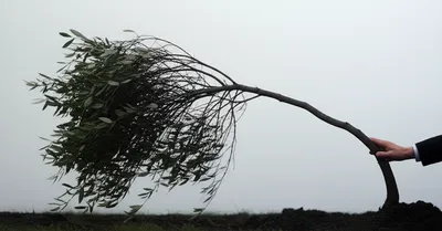 Illustration accommodating - Image 1