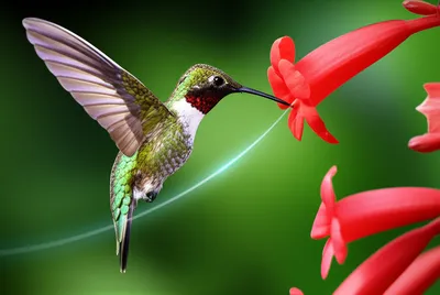 Illustration glanced - Image 1