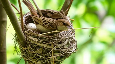 Illustration nests - Image 1