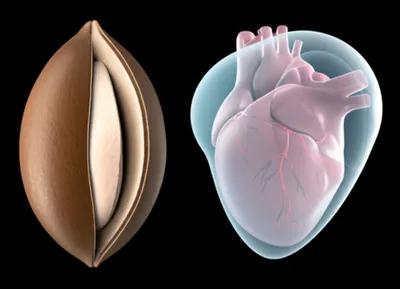 Illustration tunics - Image 1