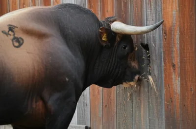 Illustration pushed - Image 1