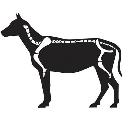 Illustration shoulder