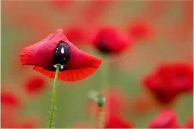 Illustration opiates - Image 1