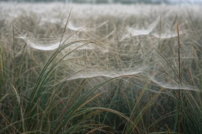 Illustration webs - Image 1