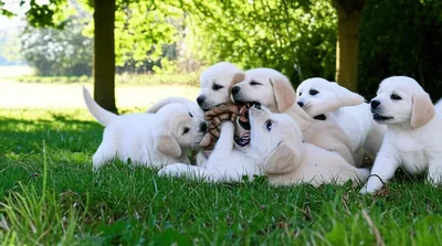 Illustration whelps - Image 1