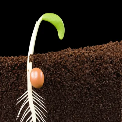 Illustration undergoes