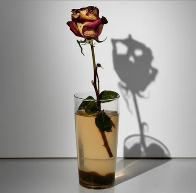 Illustration cyanide - Image 1