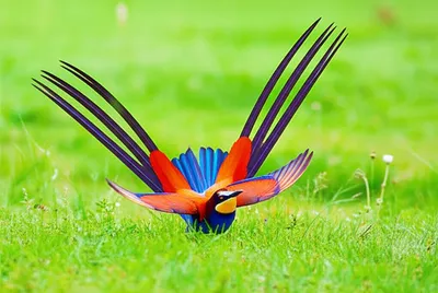 Illustration bunting - Image 1