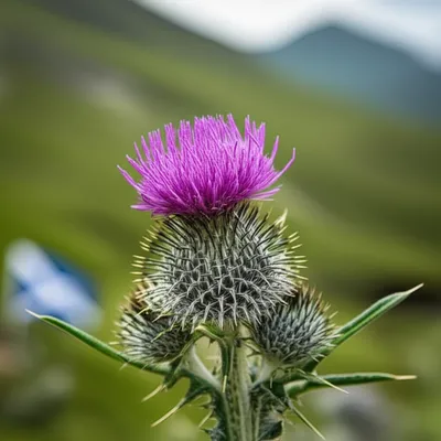 Illustration thistle - Image 1