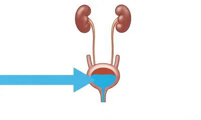Illustration urinating
