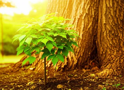 Illustration offspring - Image 1