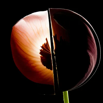 Illustration incisive - Image 1