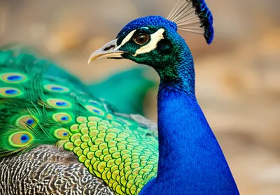 Illustration pricking - Image 1