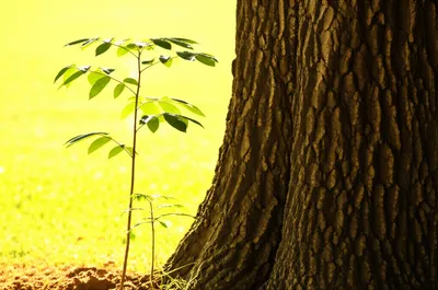 Illustration redoubling - Image 1