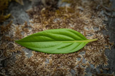 Illustration lanceolate