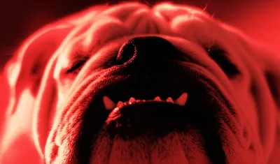 Illustration growl - Image 1