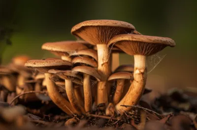 Illustration cortinas