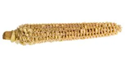 Illustration cob - Image 2