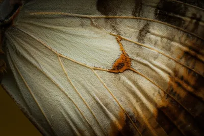 Illustration cells - Image 1