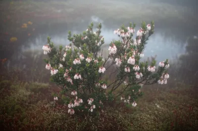 Illustration andromeda - Image 1