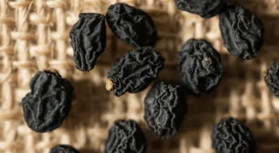 Illustration currant - Image 1