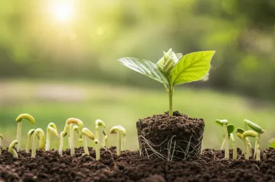 Illustration aptness - Image 1