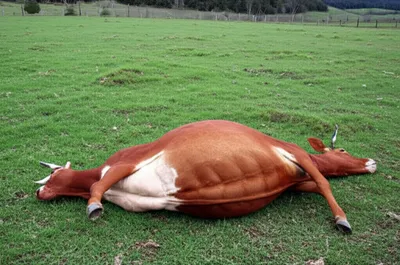 Illustration bloat - Image 1