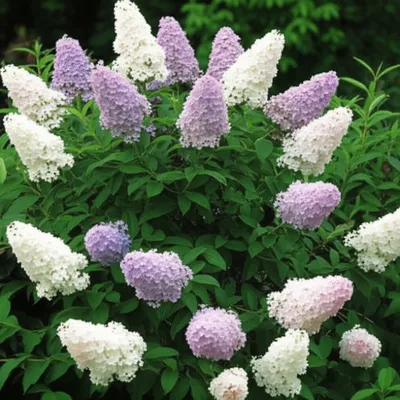 Illustration lilacs - Image 1