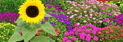 Illustration outcompetes