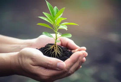 Illustration cupping - Image 1