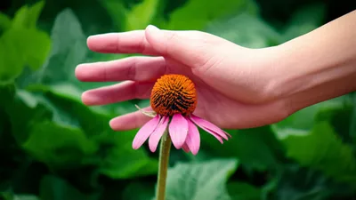 Illustration scotches - Image 1