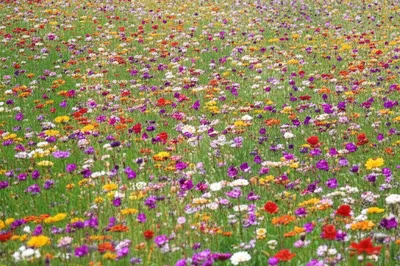 Illustration strewed