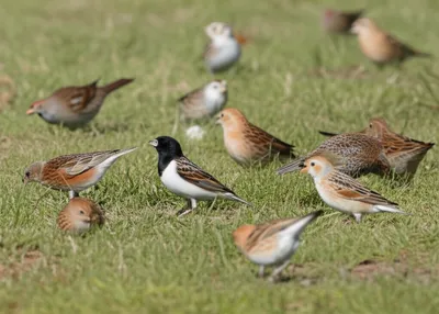 Illustration ortolan - Image 1