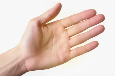 Illustration carpus - Image 1