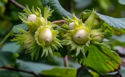 Illustration cobs - Image 1