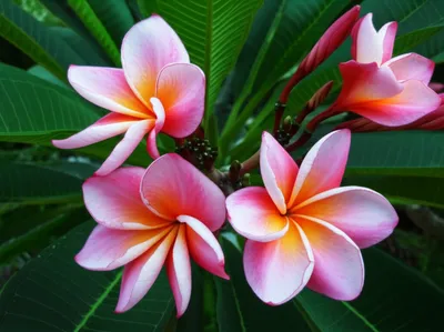 Illustration plumeria