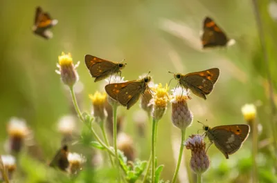 Illustration ochre - Image 1