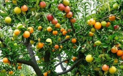 Illustration pleomorphism - Image 1