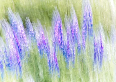 Illustration windblown - Image 2