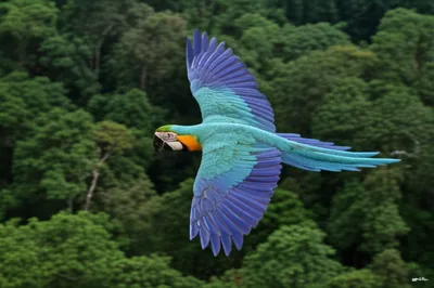 Illustration dives - Image 1